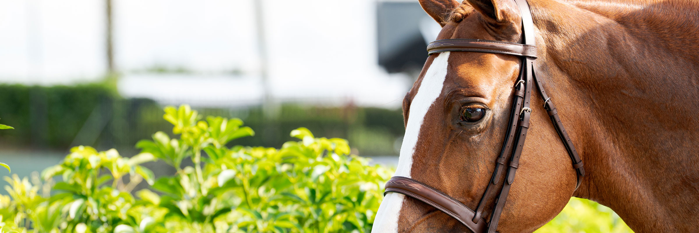 Briderie et Enrênements